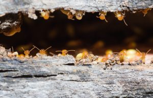 Why You Need a Termite Inspection