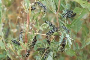 Invasive Pests