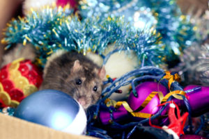 Pest Control - Which Pests are Attracted to Holiday Decorations